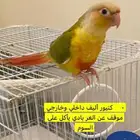 كنيور أليف وهدد داخلي وخارجي على السوم السعي على المشتري
