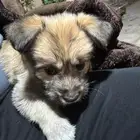 كلب صغير هجين شيتوس ومالتيز واضح في الصوره عمر شهرين