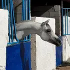 حصان شعبي للبيع