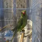 للبيع ببغاء دره ذكر و انثى الموقع الخرج