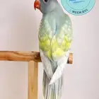 دره هولندي طفره اليف حمامه