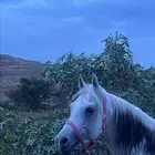 خيل عربي اصيل