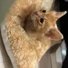 قط رضيع للتبني