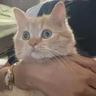 بيع قطه انثى صغيره