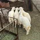 طليان ذبائح للبيع سمينه وممتازة على السوم