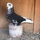 اناثي قطايف