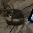 قطه