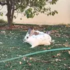 أرانب ايطالي للبيع