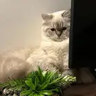 قطة للتزاوج