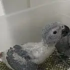 فرخ كاسكو غر حجم سوبر جانبو