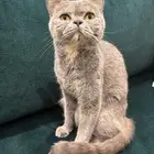 قطه اليفه
