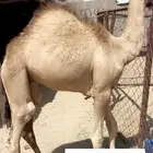 حوار لباني شراكه ارباع واثمان
