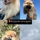 بومرينيان أنثى