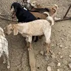 للبيع 7 تيوس كفو