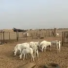 معزا منوه القناي العدد 21 مع فحلها