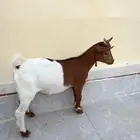 ماعز قزم