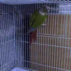 ذكر كنيور