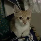 قطه لتبني