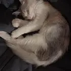 بسه