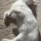 قطه انثى كيتن للتبني