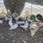 أبي أسوي العنوان 25