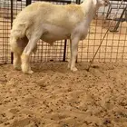 مشروع فحل صنف