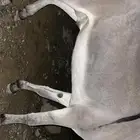 حمار للبيع على السوم لا يجي الا الصامل