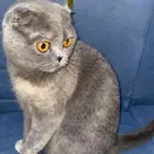 قطه سكوتش فولد للبيع