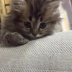 قطط للبيع الرياض