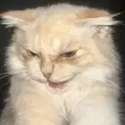 قط للتبني