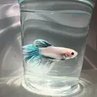 سمك فايتر يوجد توصيل