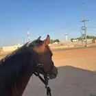 مهر واهو