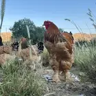 دجاج