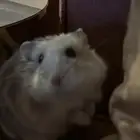 هامسترين ونتر وايت