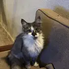 قطة للبيع ب 400