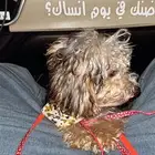 كلب مالتيز