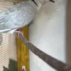 ازواج قمري هولندي
