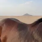 حصان شعبي سبوق جدا