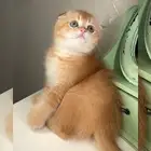 سكوتش فولد ستريت كيتن انثى ذكر قطط صغيرة للبيع شيرازي قطه