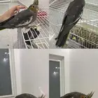 فرخ كروان اليف