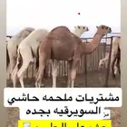 ملحمه حاشي السويرقيه