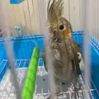 فرخ كروان حبشي مستعجل