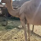 ناقه للبيع عليها قعود عندها الشوف ضعيف التواصل وتساب