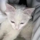 قطو شرازي للتبني