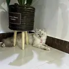 حيوانات