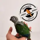 فرخ كنيور قرين شيك