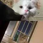قطاوتي ضايعه