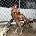 دجاج باكستاني