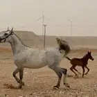 فرس للبيع مع ولدها