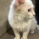 قطة انثى لتبني